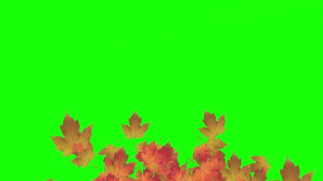 Colorful red and orange autumn maple leaves gently fall and pile up to cover the screen for a seasonal video transition on a chroma key background