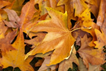 Beautiful autumn foliage with colored leaves