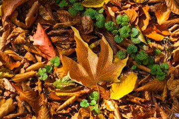 Beautiful autumn foliage with colored leaves