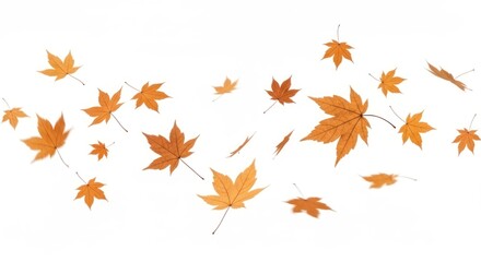 Obraz premium Falling Autumn Leaves on White Background - Vibrant and Brown Maple Foliage in Motion