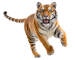 A striking tiger leaps forward against a stark white backdrop with its mouth slightly agape revealing teeth