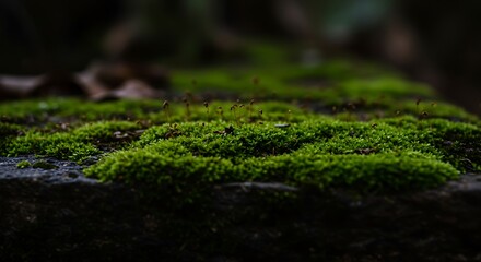Close up view of vibrant green moss growing on a dark textured surface