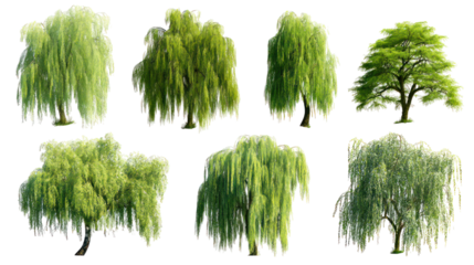 Collection of green trees and weeping willows isolated on transparent background