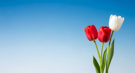 Capture the fresh beauty of red and white tulips against a serene blue background, perfect for spring designs and heartfelt greetings