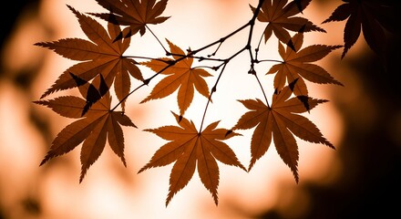 Warm amber maple leaves backlit by soft sunlight create a stunning autumnal backdrop for nature and seasonal designs.
