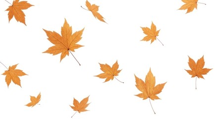 Fototapeta premium Vibrant Maple Leaves Scattered and Falling Against a Clean White Background, Capturing the Essence of Autumn