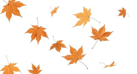 Scattered autumn maple leaves falling and floating against a clean white background, creating a vibrant, seasonal pattern for design and decor.