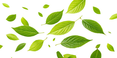 Bright green leaves floating in air cutout png isolated on a transparent background