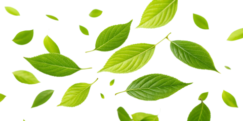 Bright green leaves floating in air cutout png isolated on a transparent background