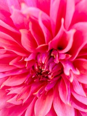 Explosion de Pétales : Le Rose Vif d'un Dahlia