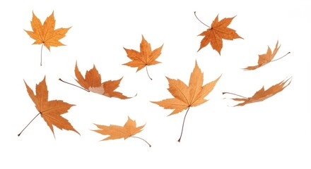 Fototapeta premium Dynamic Composition of Golden Brown Autumn Maple Leaves Falling and Scattered on a Pure White Background, Evoking the Beauty of Fall
