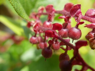 Red huckleberries clustered on woodland branch, highlighting bright crimson hues against lush green forest backdrop in Pacific Northwest region