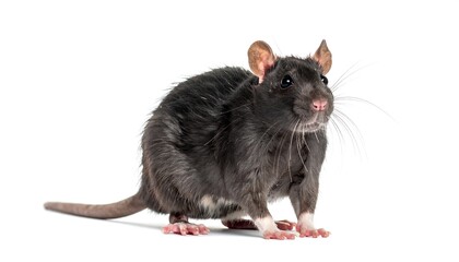 A dark gray rat against a white background