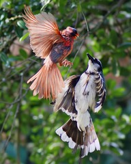 Aerial Battle Between Two Vibrant Birds