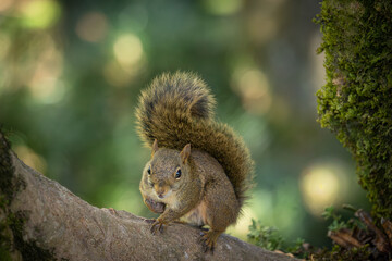 Brazilian squirrel (Sciurus aestuans) looking to the camera