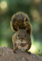 Brazilian squirrel (Sciurus aestuans) looking to the camera