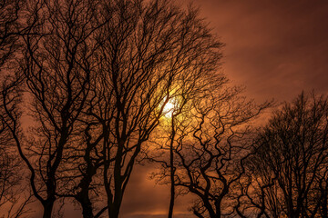 The delicate silhouettes of the twisting branches create an intricate web against a sky painted in deep amber and golden tones, evoking a sense of peace, reflection, and quiet wonder. 