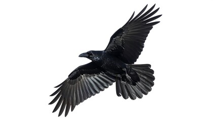 Obraz premium Majestic Raven Soaring in Flight with Isolated on White Background, and Freedom Concept.