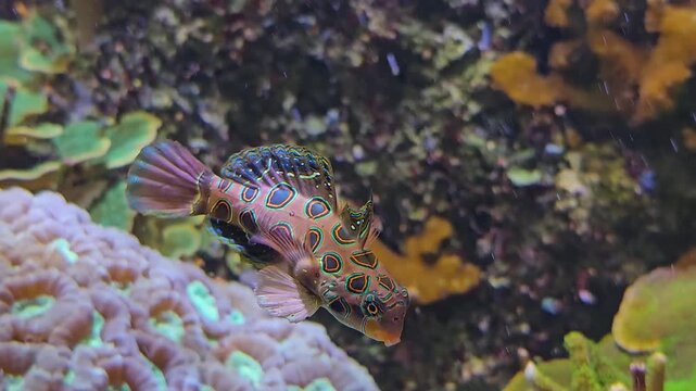 Close up of mandarin or LSD fish swimming around a coral reef underwater
