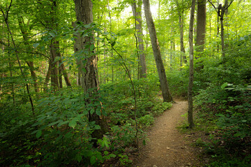 Dirt path winding through green woods
