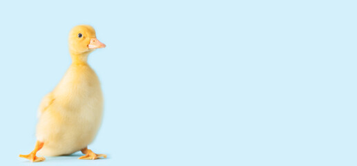 Cute duckling on color background