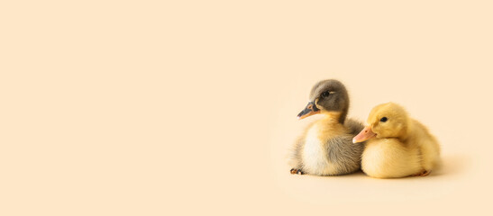 Cute ducklings on color background