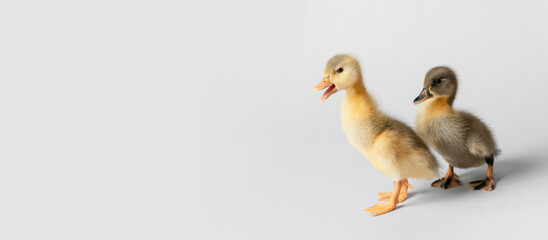 Cute ducklings on light background