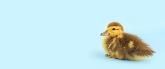 Cute duckling on light blue background with space for text