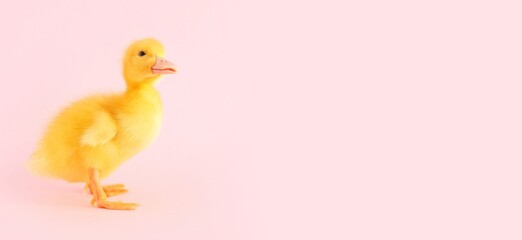Cute duckling on pink background with space for text
