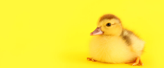 Cute duckling on yellow background