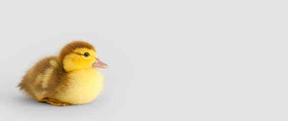 Cute duckling on grey background