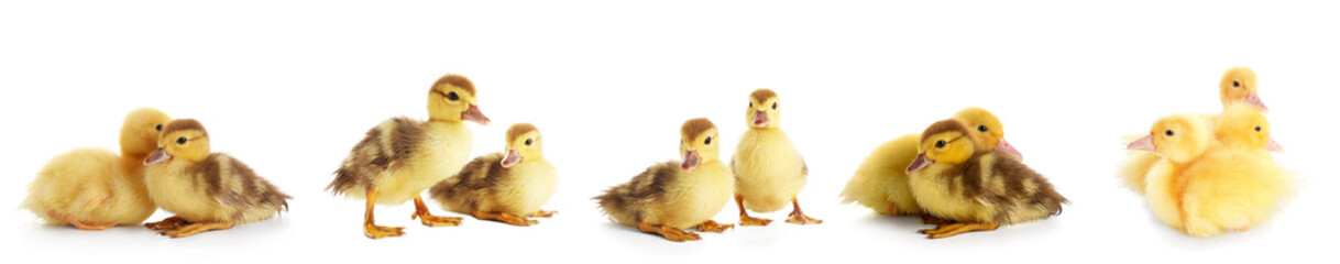 Set of cute ducklings on white background