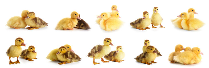 Set of cute ducklings on white background