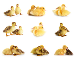 Set of cute ducklings on white background