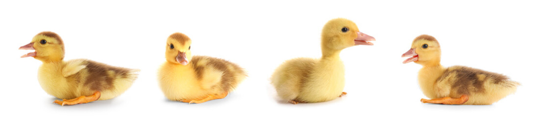 Set of cute ducklings on white background
