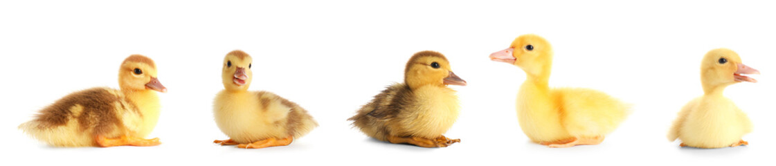 Set of cute ducklings on white background