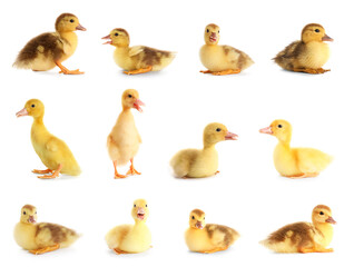 Set of cute ducklings on white background