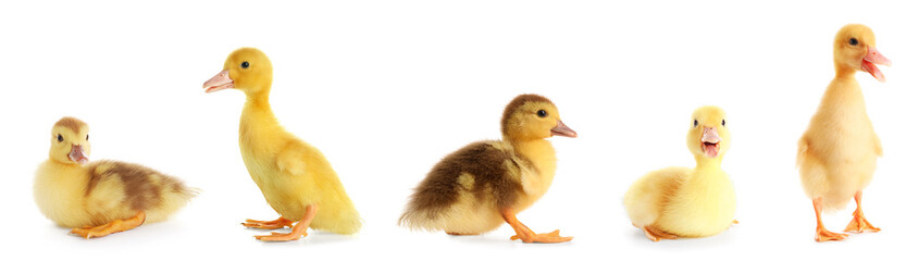 Set of cute ducklings on white background