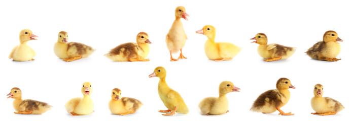 Set of cute ducklings on white background