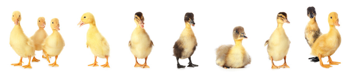 Set of cute ducklings on white background