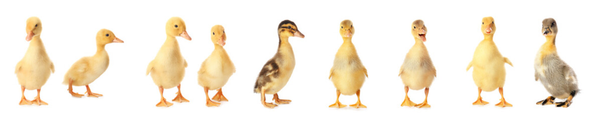 Set of cute ducklings on white background