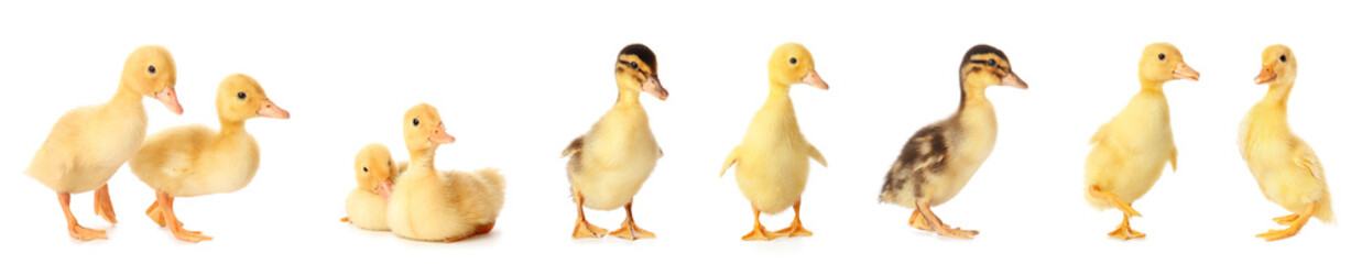 Set of cute ducklings on white background