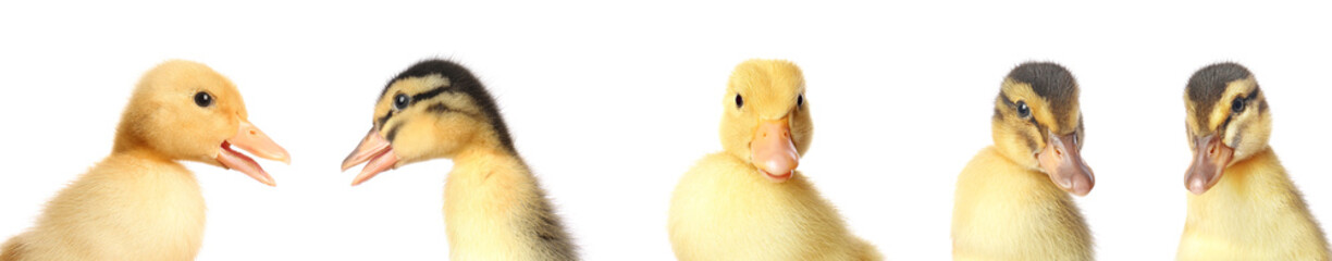 Set of cute ducklings on white background, closeup