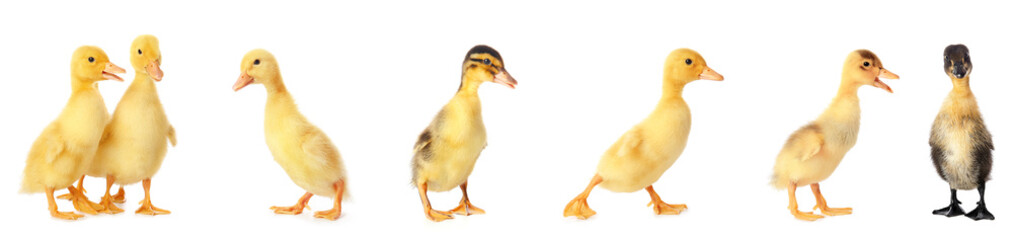 Set of cute ducklings on white background