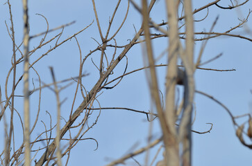 dry tree branches against a bright blue sky during the day. dead and barren guava trees in the dry season