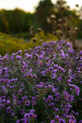 Obraz premium flowers in the garden