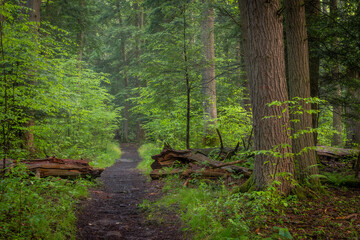 Pathway in woods leading through green vegetation