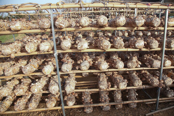 Shiitake Mushroom Cultivation Bags on Bamboo Racks in Commercial Farming Operation
