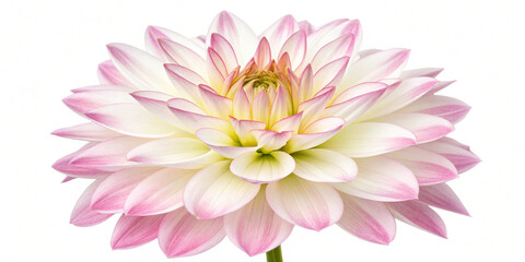 Obraz premium Close-up Dahlia Bloom with Pink and White Petals on Transparent Background High-Resolution Macro of Dahlia Flower with Gradient Petals