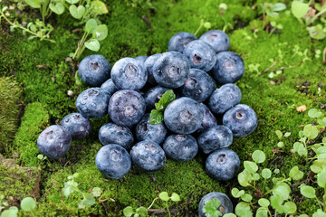 Fresh Blueberries on Green Moss - Natural Organic Fruit from Yunnan Alpine Region